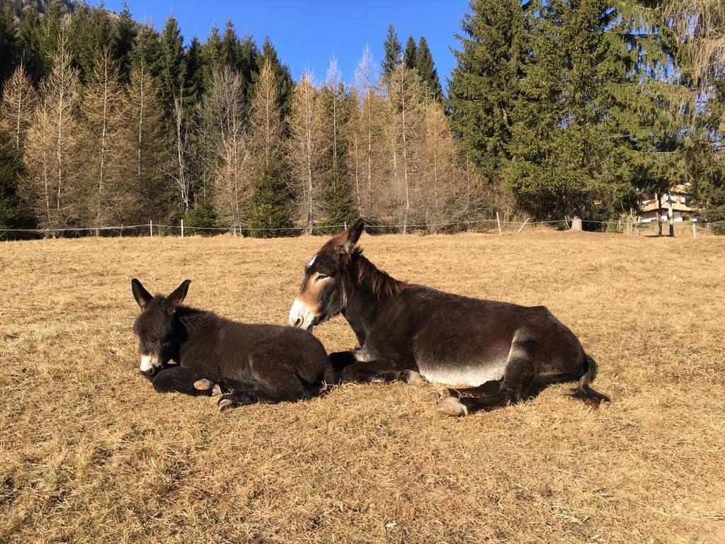 Orizzonti Montani Apartment Pieve di Cadore Luaran gambar